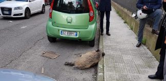Un cinghiale agonizzante, è stato rinvenuto questa mattina a Messina
