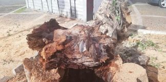 Tagliato il Ficus, di piazza Lo Sardo a Messina