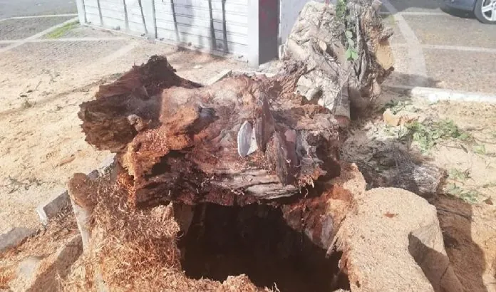 ficus lo sardo