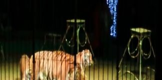 Un 25enne georgiano, è entrato nudo, nella gabbia della tigre al Circo Lidia Togni