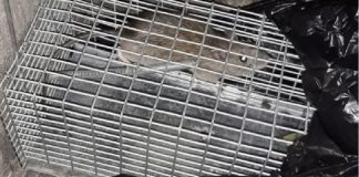 Franco Laimo, consigliere della Quinta Circoscrizione di Messina, lancia l’allarme sul rione di San Licandro