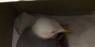 Ennesimo episodio, di spari verso animali a Messina