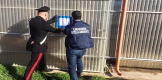 A Santa Lucia del Mela, è stata perquisita e sequestrata una Azienda zootecnica