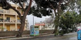 Oggi pomeriggio, intorno alle 16, un grosso ramo è caduto da un albero