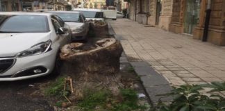 La consigliera della Quarta Circoscrizione di Messina, l’avvocato Debora Buda, chiede lo sdradicamento dei ceppi degli alberi in centro città