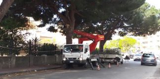 Il consigliere della V^ Circoscrizione di Messina Franco Laimo, si ritiene soddisfatto per la potatura dei Pini