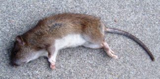 Nella Provincia di Vercelli, i carabinieri hanno sequestrato 220 tonnellate di riso, in una Azienda agricola