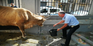 Cateno De Luca, sindaco di Messina: “Che fine farà la mucca?”