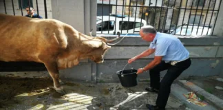 Cateno De Luca, sindaco di Messina: “Che fine farà la mucca?”