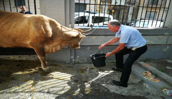 Mucca e Sindaco