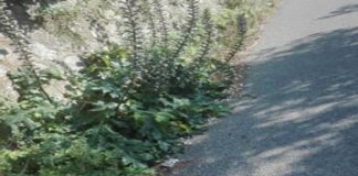 Mario Biancuzzo (consigliere del Sesto Quartiere di Messina): “Faccio presente che la strada comunale che collega il villaggio rivierasco di Rodia, tratto chiesa con la strada statale 113/dir., presso Madonnina, necessita di un urgente intervento di scerbatura”