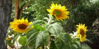 La risposta dell’architetto Barbara Bisazza, al sindaco di Messina Cateno De Luca