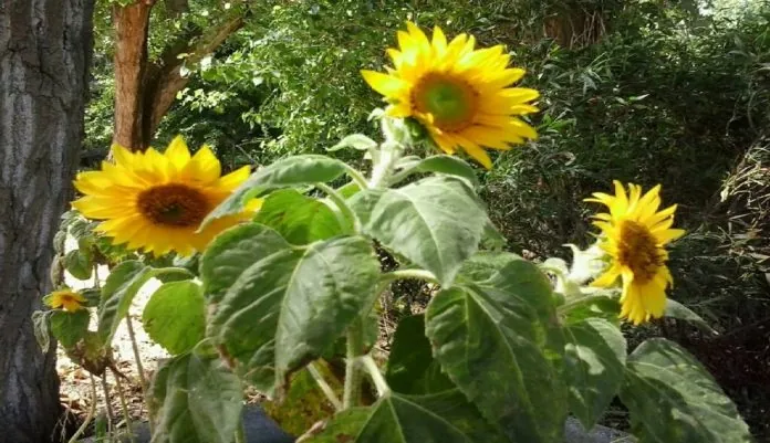 girasoli