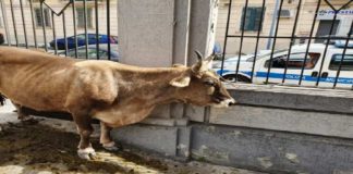 Incredibile ma vero: rinvenuta stamane in via Buganza a Messina, una mucca