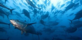 Franco Manzato (sottosegretario alle Politiche Agricole e Alimentari): “Favignana senza tonno…, è quanto sarebbe accaduto se non avessi firmato il decreto che assegna a ciascuna tonnara italiana la quota di pescato”