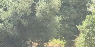 “Trovatella beata in liberta’”, lo ha specificato il sindaco di Messina Cateno De Luca