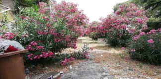 Puli-AMO Messina: “Giardino di Montalto”