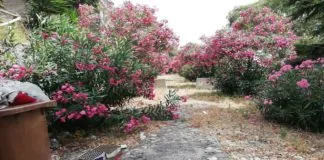 Puli-AMO Messina: “Giardino di Montalto”