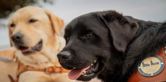 Centro Helen Keller di Messina: “La nostra Scuola caniguida, riapre alla grande”