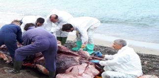 Sullo spiaggiamento dei capodogli: vi è il ruolo fondamentale, di studiosi dell’Unime