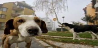 Sterilizzazione dei randagi, Antonio De Luca (M5S): “E’ un settore dove vanno fatti diversi interventi per migliorare tutto il sistema”