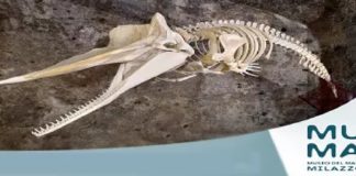Università di Messina: lo scheletro del capodoglio SISO, verrà esposto al MUMA di Milazzo