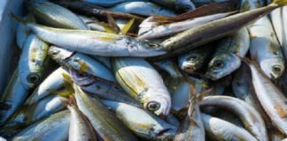 Ieri mattina è stato denunciato a Capo d’Orlando, un 45enne improvvisatosi venditore