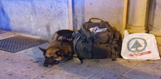 Nella tarda serata di ieri una bimba, che passeggiava sul marciapiede nei pressi di piazza Duomo in via Primo settembre a Messina è stata morsa da un pastore tedesco