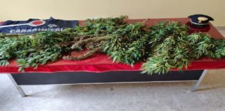 Questa mattina, nelle campagne di Motta D’Affermo, i Carabinieri della Compagnia di Mistretta (ME) hanno arrestato, in flagranza di reato, il 45enne P.A.