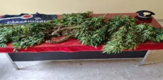 Questa mattina, nelle campagne di Motta D’Affermo, i Carabinieri della Compagnia di Mistretta (ME) hanno arrestato, in flagranza di reato, il 45enne P.A.