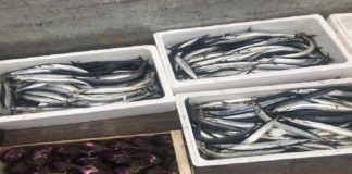 Continua a Messina, l’attività di contrasto alla vendita abusiva di prodotti di ortofrutta e di pesce