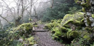Un uomo è stato dato per disperso da ieri sera, nel bosco di Caronia