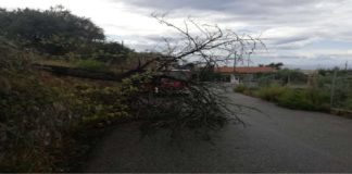 A causa del maltempo che in queste ore ha interessato la Città di Messina, un albero è caduto stamane in località Spartà