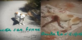 “Ore 22.27 del 13 ottobre 2019, tutto il nostro gruppo di volontari, riceve questo doloroso pugno nel cuore da una delle nostre compagne”