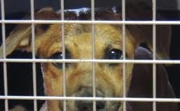 Venerdì 4 ottobre alle ore 11.00, avrà luogo a Barcellona Pozzo di Gotto (ME) l’inaugurazione dell’Ambulatorio Veterinario Comunale