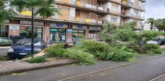 Il forte vento di scirocco, che ha iniziato a soffiare sin dalla serata di ieri, ha causato stamane il crollo di un grosso albero