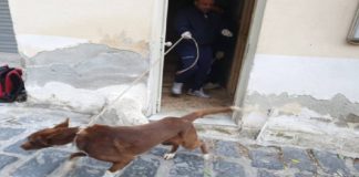 Gli agenti della Polizia Municipale di Messina, afferenti alla sezione Benessere degli animali hanno salvato due cani e otto gatti rimasti soli in una casa a Fondo Sterio