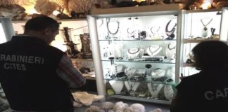 Nella giornata di ieri, militari del Nucleo Carabinieri CITES di Catania hanno effettuato un controllo sulla vendita e legale detenzione di parti di animali protetti dalla Convenzione CITES di Washington presso un negozio di articoli di gioielleria sito nell’isola di Vulcano