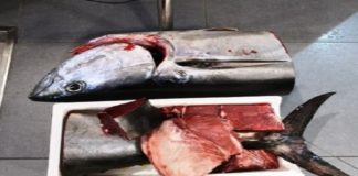 Nella giornata di ieri, la Capitaneria di Porto di Messina, ha condotto un’operazione complessa rivolta alla salvaguardia di alcune specie ittiche a rischio di estinzione