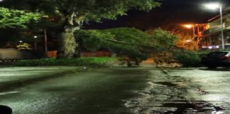 Intorno alle ore 4.00 di questa notte, gli addetti della Sala Operativa dei vigili del Fuoco di Messina, sono stati messi in allerta per un albero caduto nei pressi di villa Dante