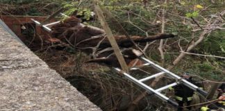 Oggi pomeriggio a Spadafora, un asinello ha vissuto una brutta avventura