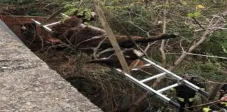 Oggi pomeriggio a Spadafora, un asinello ha vissuto una brutta avventura