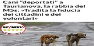 “Nonostante le promesse e la garanzia di trovare una soluzione alternativa alla gara a ribasso, la fiducia dei volontari e dei cittadini di Messina, che hanno a cuore il destino dei randagi coinvolti, nel bando è stata tradita”