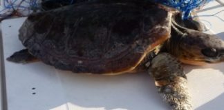 Una Operazione di soccorso, è stata posta in essere ieri pomeriggio dalla Guardia Costiera di Messina