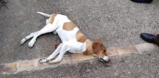 Non avremmo mai voluto pubblicare foto così: “E’ senza microchip, qualcuno lo riconosce?”