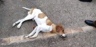 Non avremmo mai voluto pubblicare foto così: “E’ senza microchip, qualcuno lo riconosce?”