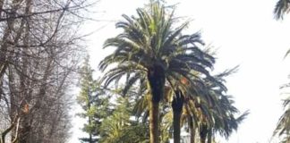 ‘Ndrangheta: Operazione della Polizia di Stato e della Direzione Distrettuale Antimafia di Reggio Calabria, in corso dalle prime ore di questa mattina