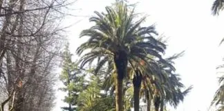 ‘Ndrangheta: Operazione della Polizia di Stato e della Direzione Distrettuale Antimafia di Reggio Calabria, in corso dalle prime ore di questa mattina
