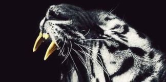 Gli atleti barcellonesi della Tiger’s Den Barcellona P.G. del Maestro Giuseppe Sottile, tornano a casa con 2 ori e 4 bronzi dall’Insubria Cup di Busto Arsizio