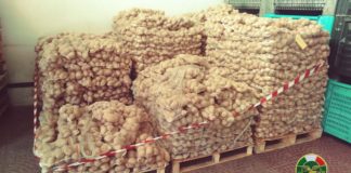 Ieri il personale dell’Ispettorato Centrale per la qualità e la Repressione delle Frodi Agroalimentari (ICQRF) della sede distaccata di Catania, ha sequestrato Kg. 5.500, per un valore commerciale di circa €.6.000, di patate da consumo di dubbia provenienza